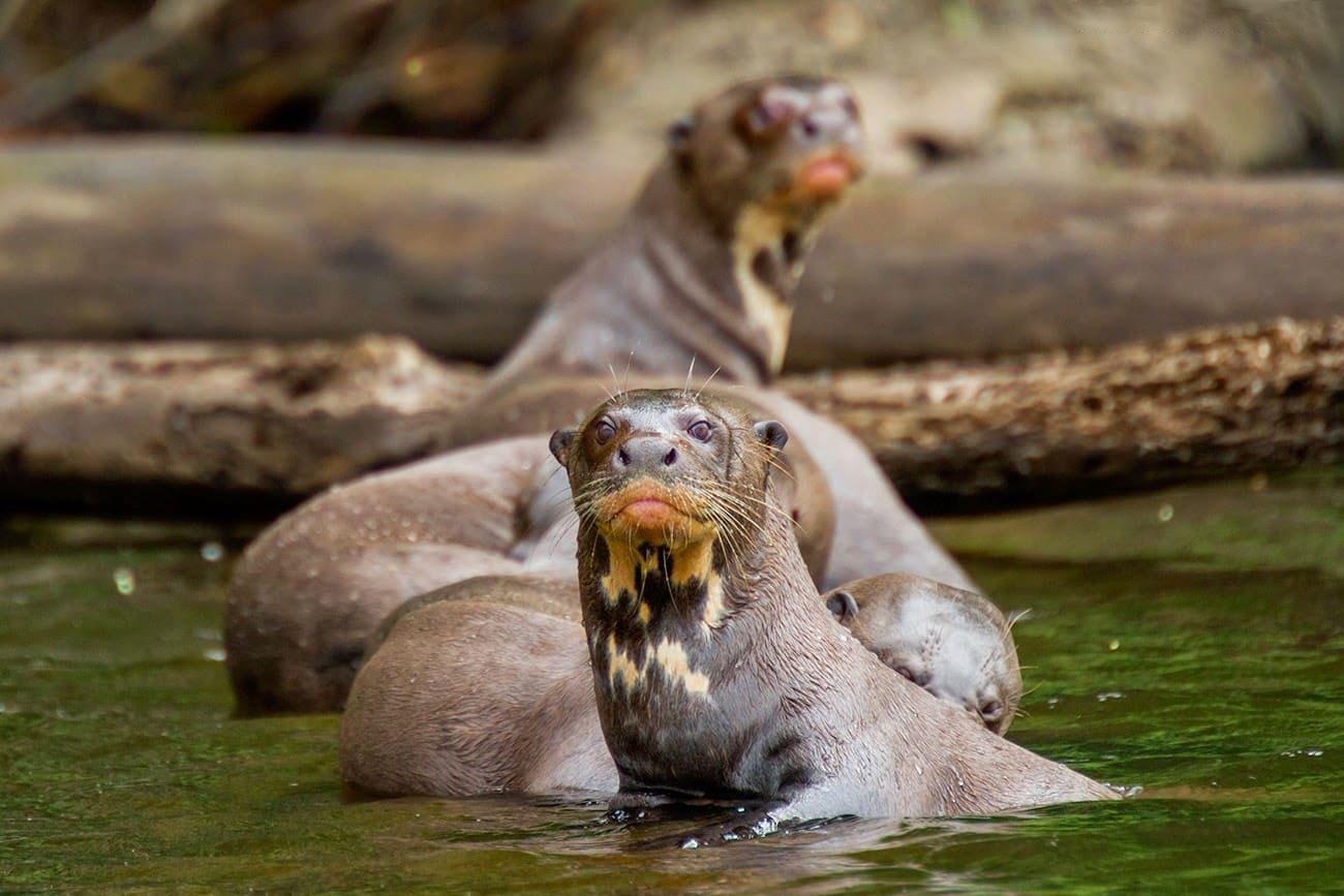 Otters Amazonas river - Tierras Vivas